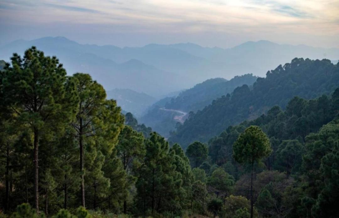 The Kasauli Western Uphills I Serviced Apartments I Pvt Balcony I Peacefull Area I By Exotic Stays المظهر الخارجي الصورة